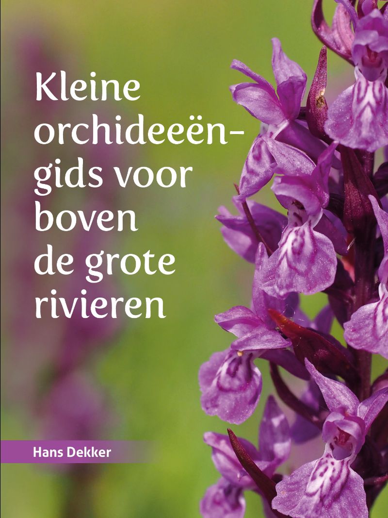 Kleine orchideeëngids voor boven de grote rivieren 9789023257288  Van Gorcum   Natuurgidsen, Plantenboeken Nederland