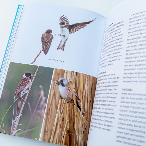 Een vliegende start - Beginnen met vogelen 9789083198736 Jesse Zwart REiSREPORT   Natuurgidsen, Vogelboeken Reisinformatie algemeen