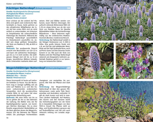 plantengids Madeiras Flora - über 200 Pflanzenarten 9783763361038 Rolf Goetz Bergverlag Rother   Natuurgidsen, Plantenboeken, Wandelgidsen Madeira