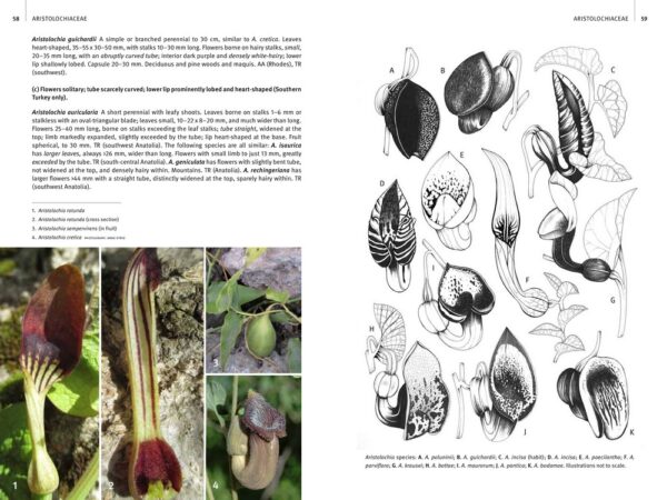 Field Guide to the Wild Flowers of the Eastern Mediterranean 9781842466919 Chris Thorogood Kew Publishing   Natuurgidsen, Plantenboeken Nabije Oosten en Centraal-Azië, Zuid-Europa / Middellandse Zee