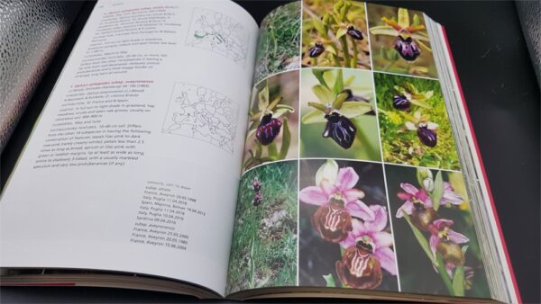 Field Guide to the Orchids of Europe and the Mediterranean 9781842466698 Royal Botanic Gardens: Rolf Kuhn, Phillip Cribb Kew Publishing   Natuurgidsen, Plantenboeken Europa