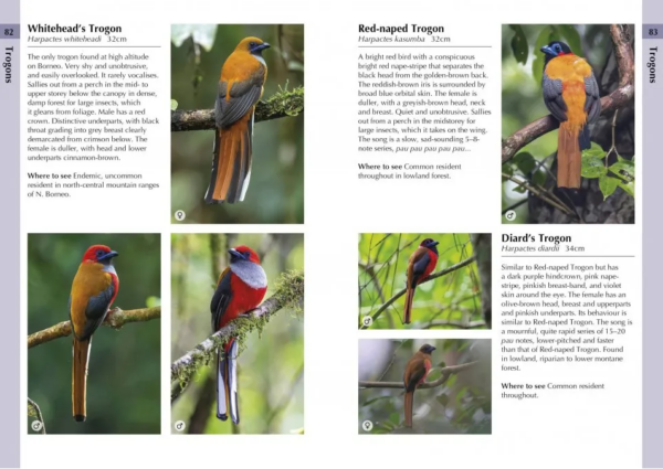 Birds of Borneo | vogelgids 9781472986900  Bloomsbury Helm Wildlife Guides  Natuurgidsen, Vogelboeken overig Indonesië