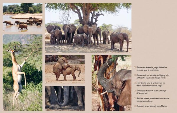 Bush Life | Caroline Langevoord 9789089899736 Caroline Langevoord Terra   Natuurgidsen, Reisverhalen & literatuur Oost-Afrika