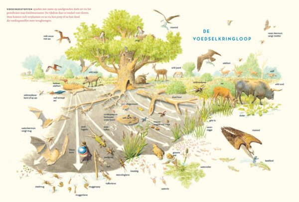 Wildernis in eigen land | Jeroen Helmer 9789047716877 Jeroen Helmer Lemniscaat   Natuurgidsen Nederland