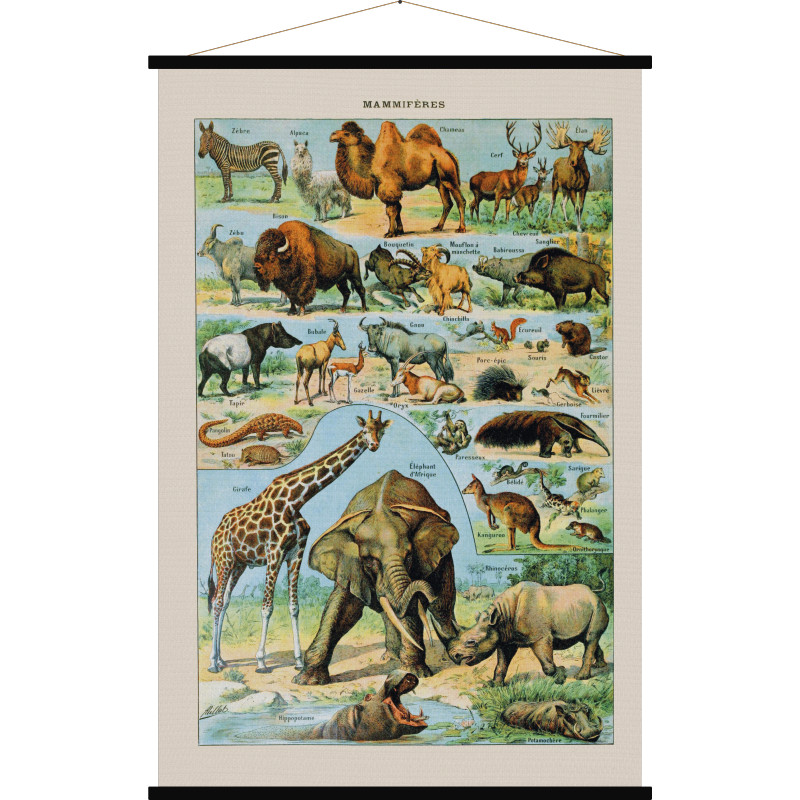 Mammifères | wandkaart Afrikaanse zoogdieren 5407004630762  Blue Shaker Cartes vintage  Natuurgidsen Afrika