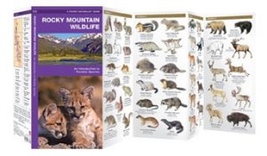 Rocky Mountain Wildlife 9781583550908  Waterford Press   Natuurgidsen VS-West, Rocky Mountains