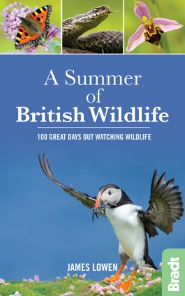 A Summer of British Wildlife 9781784770099  Bradt   Natuurgidsen Groot-Brittannië